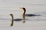 Two Cormorants_26254